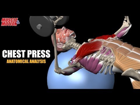 Dumbbell Chest Press on Stability Ball | Anatomical Analysis