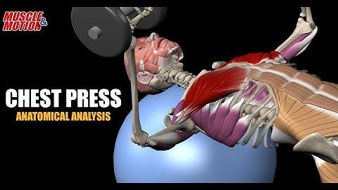Dumbbell Chest Press on Stability Ball | Anatomical Analysis