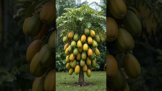 Easy Way To Grow Papaya At Home