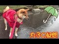 豆柴丸子 赤いレインコートでお散歩、流れる水の不思議.（可愛い 柴犬）Mysterious flow of water