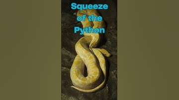 Python Wonders: Exploring the Fascinating World of Pythons #animalshorts #snakes #animals #shorts