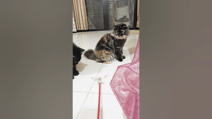 Video 11894041: cat cute funny