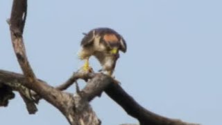 Quelea MegaFlock Hunted by Falcon | Superswarm | BBC Earth