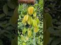 Star Fruit 😋🤤#shorts #star #starfruit #trending