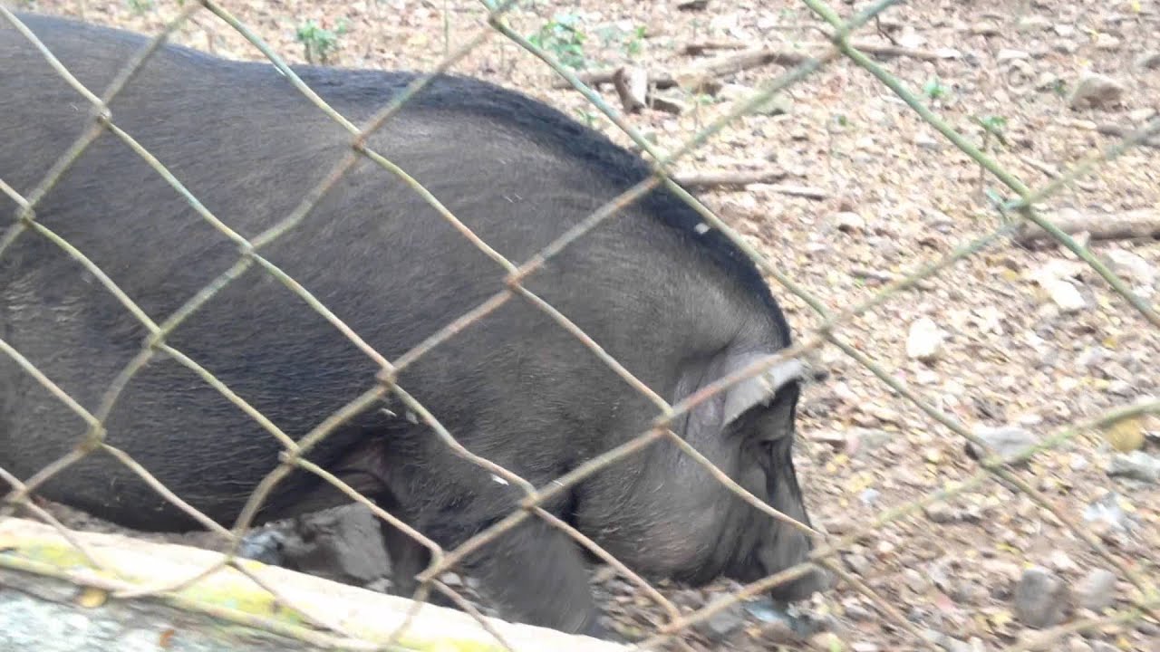 Bearded Pig, Puerto Princesa, Palawan