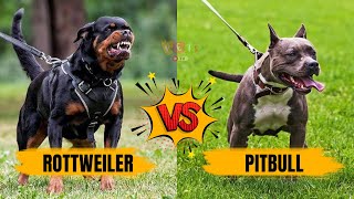 Rottweiler vs Pitbull | తెలుగులో