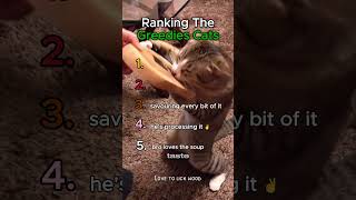 Ranking TOP 5 Greediest Cats moments 🤦 #cats #funny #shorts