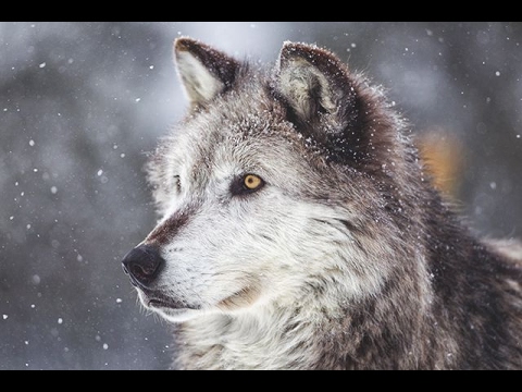 Wolvers Wolvers