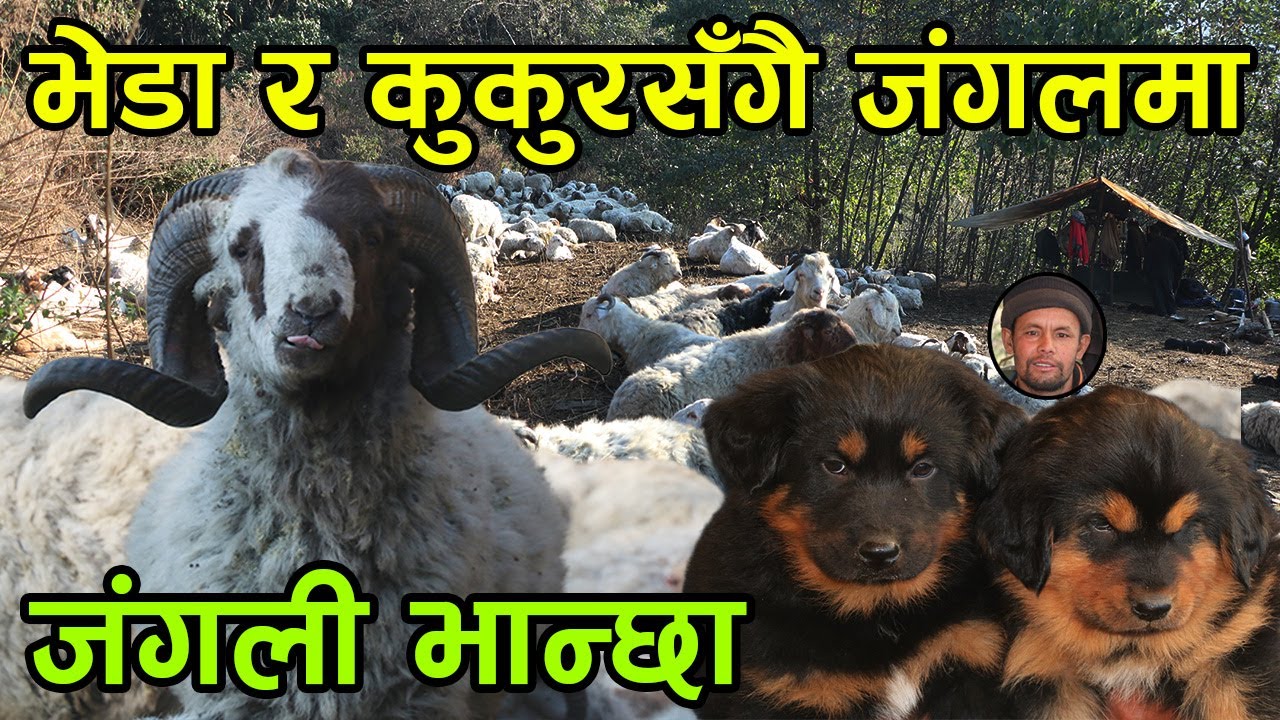 'घरमा बस्नै मन लाग्दैन' जंगल डुल्दै हिमालको जरासम्म भेडा लिएर पुग्ने गोठालोहरुको भनाइ ||kiranpaudel