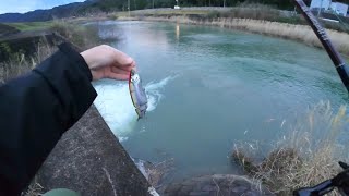 雨後の川で一番ドキドキする釣りをしてきました