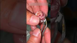 Little Egg Found In The Forest