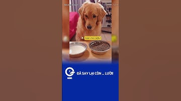 Xin có ngụm thôi mà căng dữ ta! #shorts #hài #cười #pets