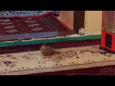 استراحت ومردن جالب ونمایشی یک پرنده دست آموز طرقه