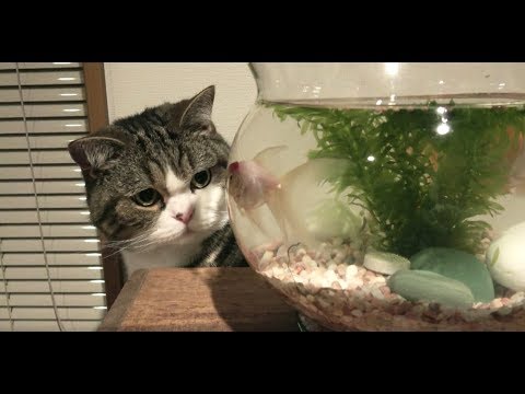 金魚とねこ Goldfishes And Maru Hana Youtube