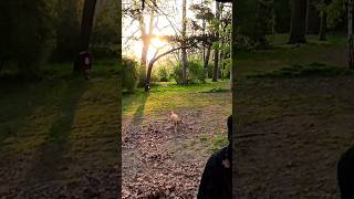 Rarly morning dog walk. #dogwalking @4seasonbackpacking