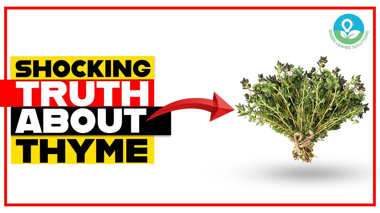 Thyme Has Sterile Properties For Mouthwash YouTube