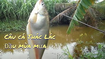 Câu Cá Thác Lác đầu mùa mưa, cá ăn nhạy thấy mê| GÒ CÔNG TV