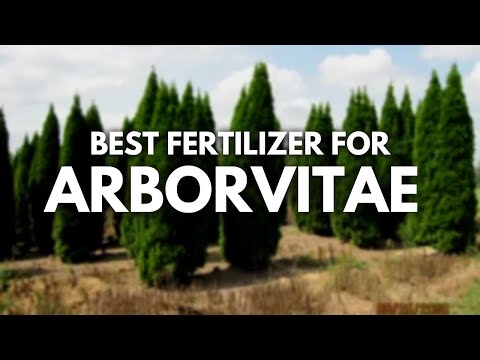 Video: Îngrășământ pentru arborivitae: cum și când să hrănești arborii arborvitae