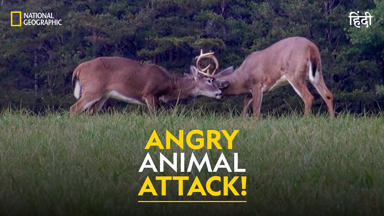 Angry Animal Attack! | Animals Gone Wild | हिन्दी | Full Episode | S2 ...