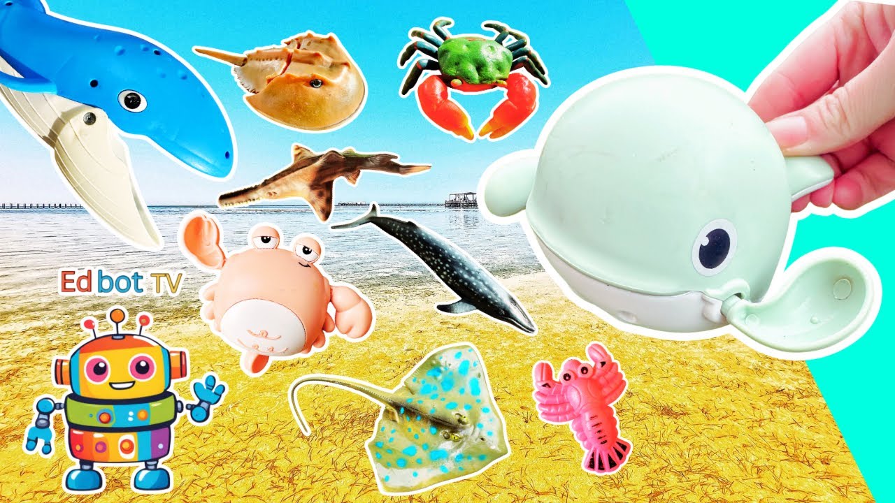 Learn Sea Animal Names for Babies Toddlers Preschoolers Kids: Whale Saw ...