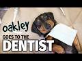 Ep 12: Oakley Goes to the Dentist (FINALE) - Cute Dachshund Video