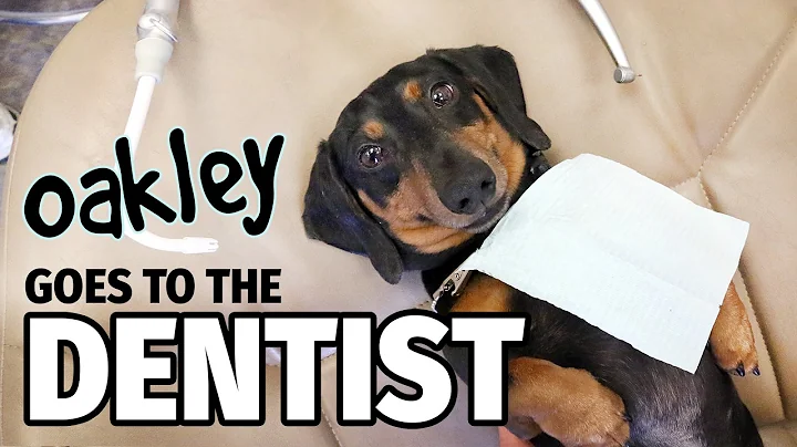 Ep 30: Oakley Goes to the DENTIST! — (Cute Dachshund Video)