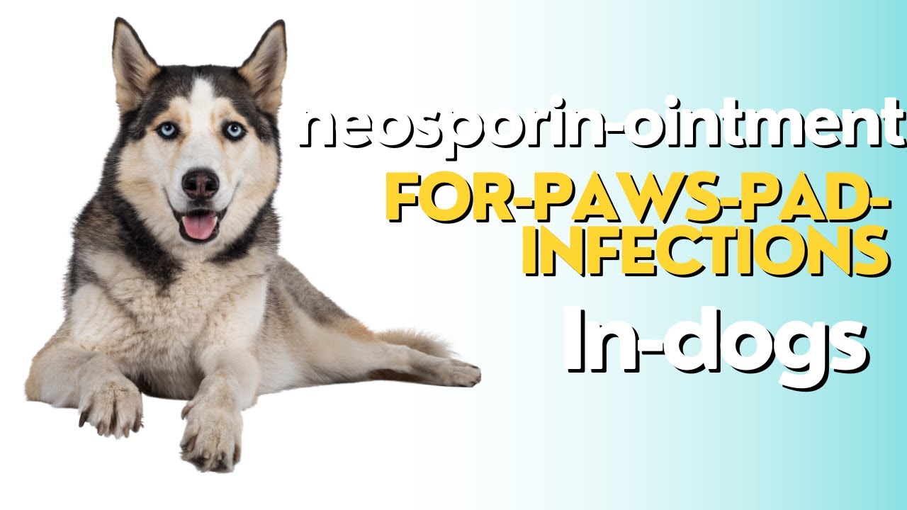 Quick Infection. Dogs Quick Neosporin Ointment For Dogs Paws Pad Infection: Heals Fast and ...