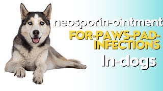 Neosporin Ointment For Dogs Paws Pad Infection: Heals Fast and Effectively