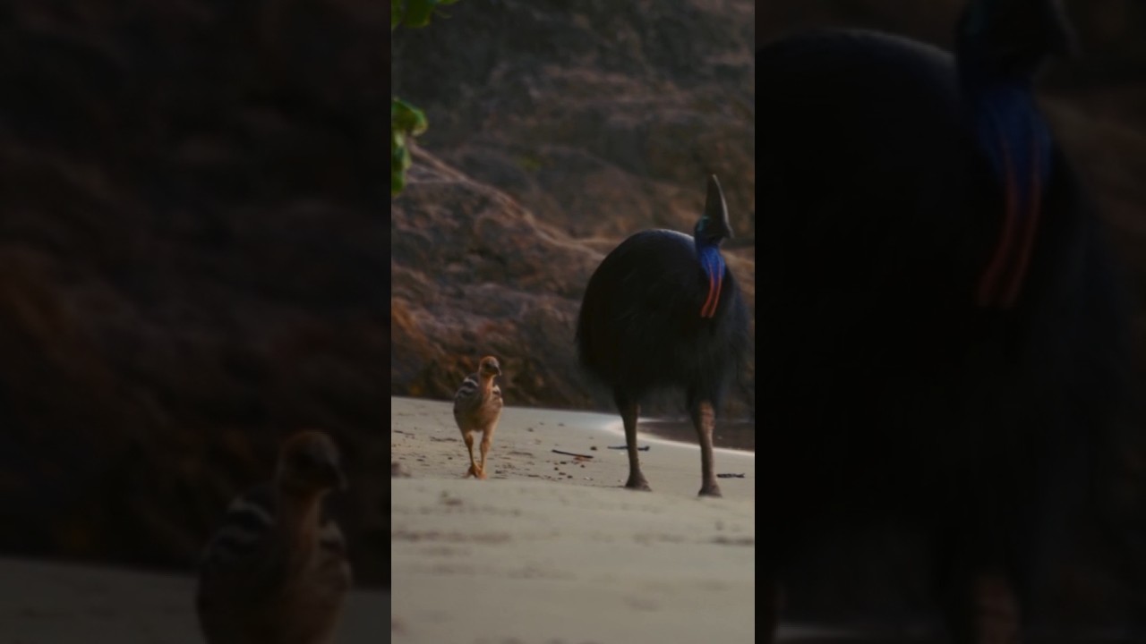 Cassowary chick 