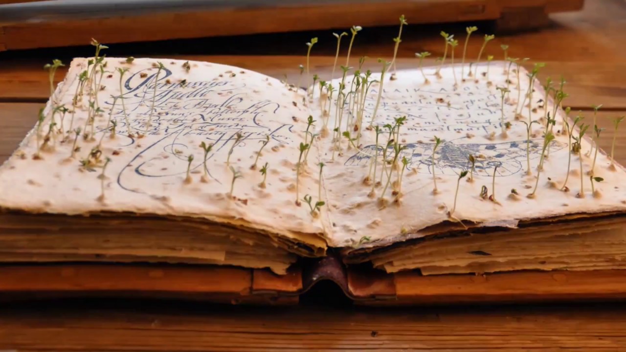 Growing Seed Paper by Labora 