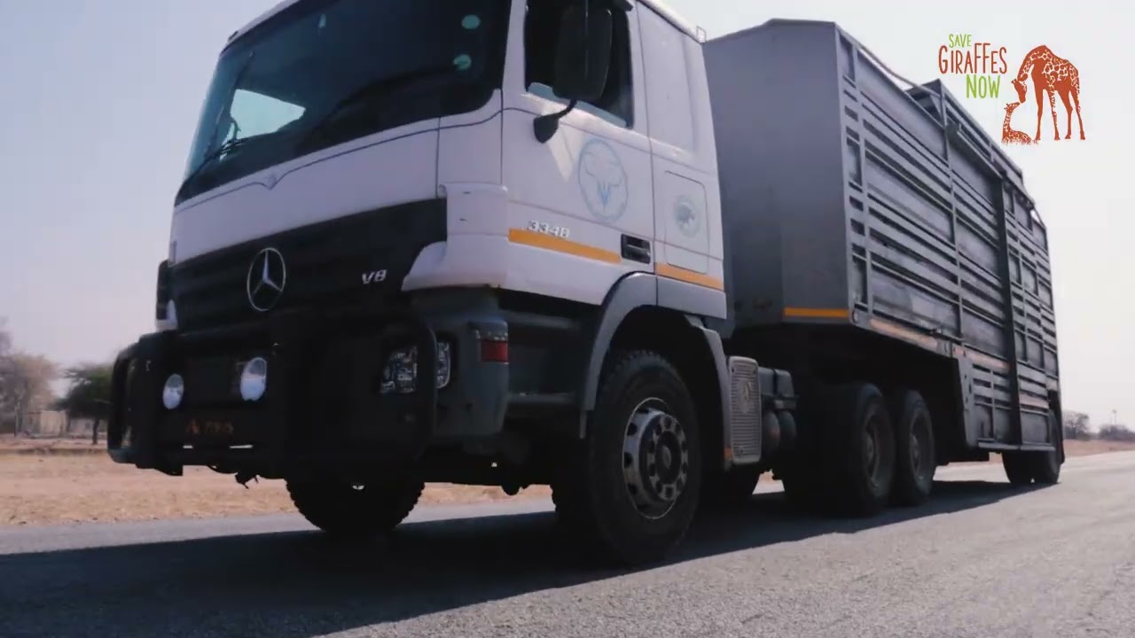 Goo Moremi Giraffe Translocation