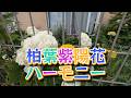 庭の柏葉紫陽花ハーモニー
