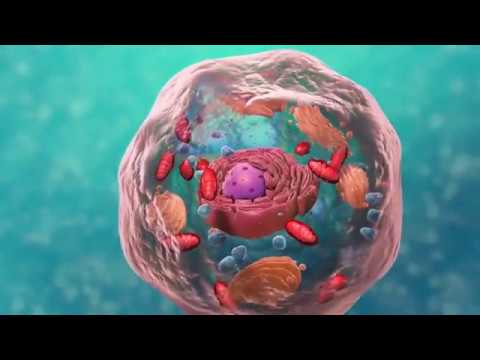 Video: Le cellule batteriche sono vive?