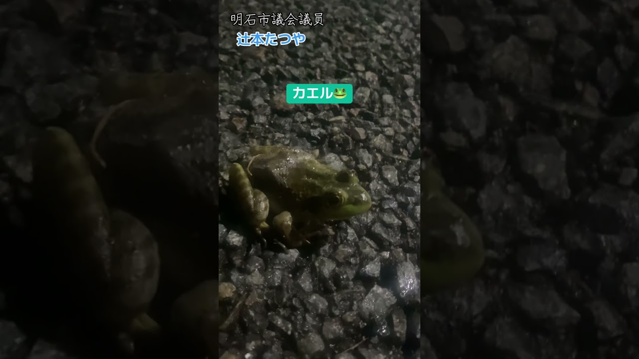 カエル - YouTube