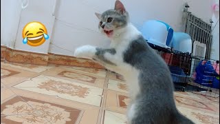 Naughty kittens and daddy cat are so funny 😍 so cute