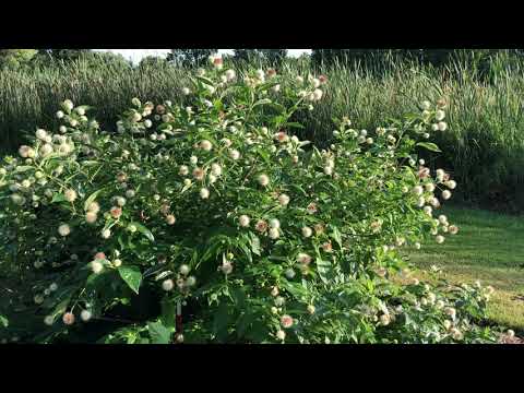Videó: Buttonbush Plant Info – Ismerje meg a Buttonbush cserjék termesztését