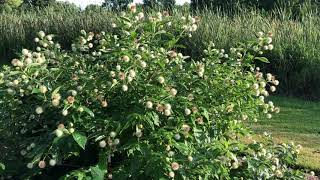 Sugar Shack Cephalanthus | gardencrossing.com