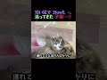 2kmも 追ってきた 子猫… これが 噂の 逆指名⁉️ 🐾