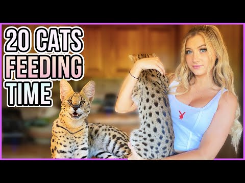 I Have 20 Exotic Cats + Kittens! | How I Feed Them