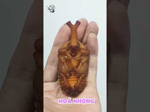 Video: Danh sách các đại diện của bộ Coleoptera