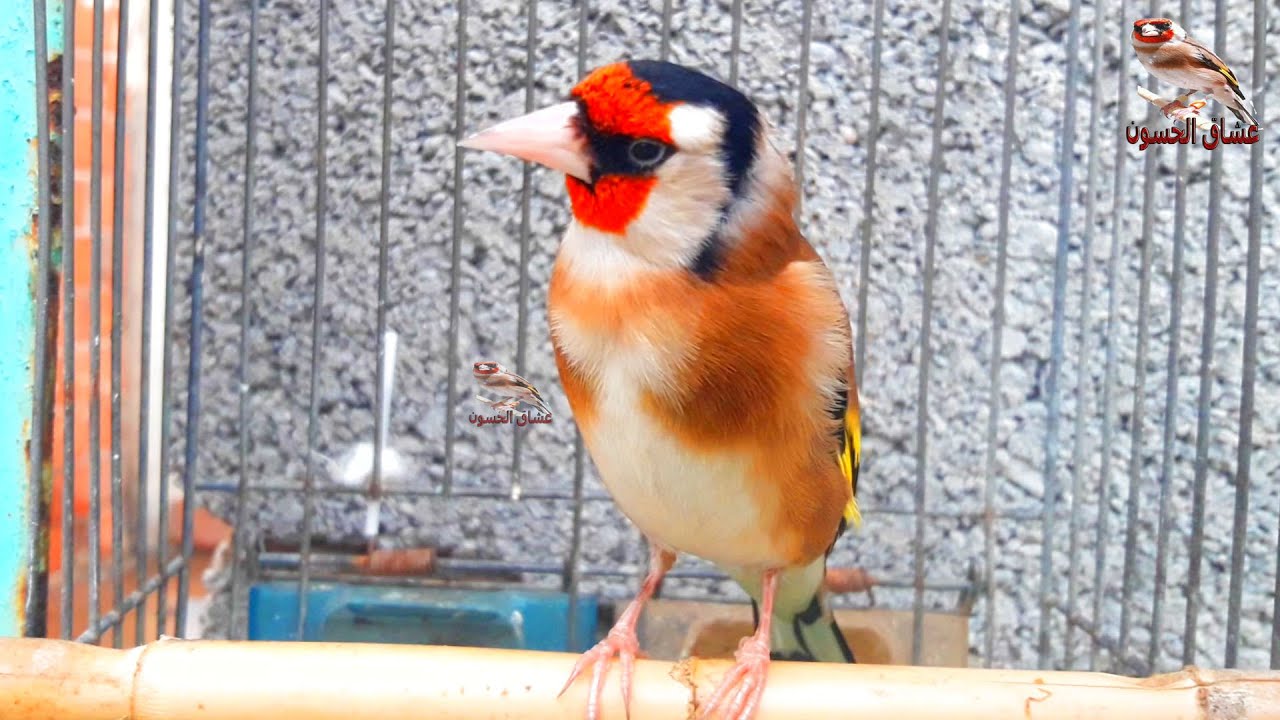 Пение щегла…лучший звук щегла