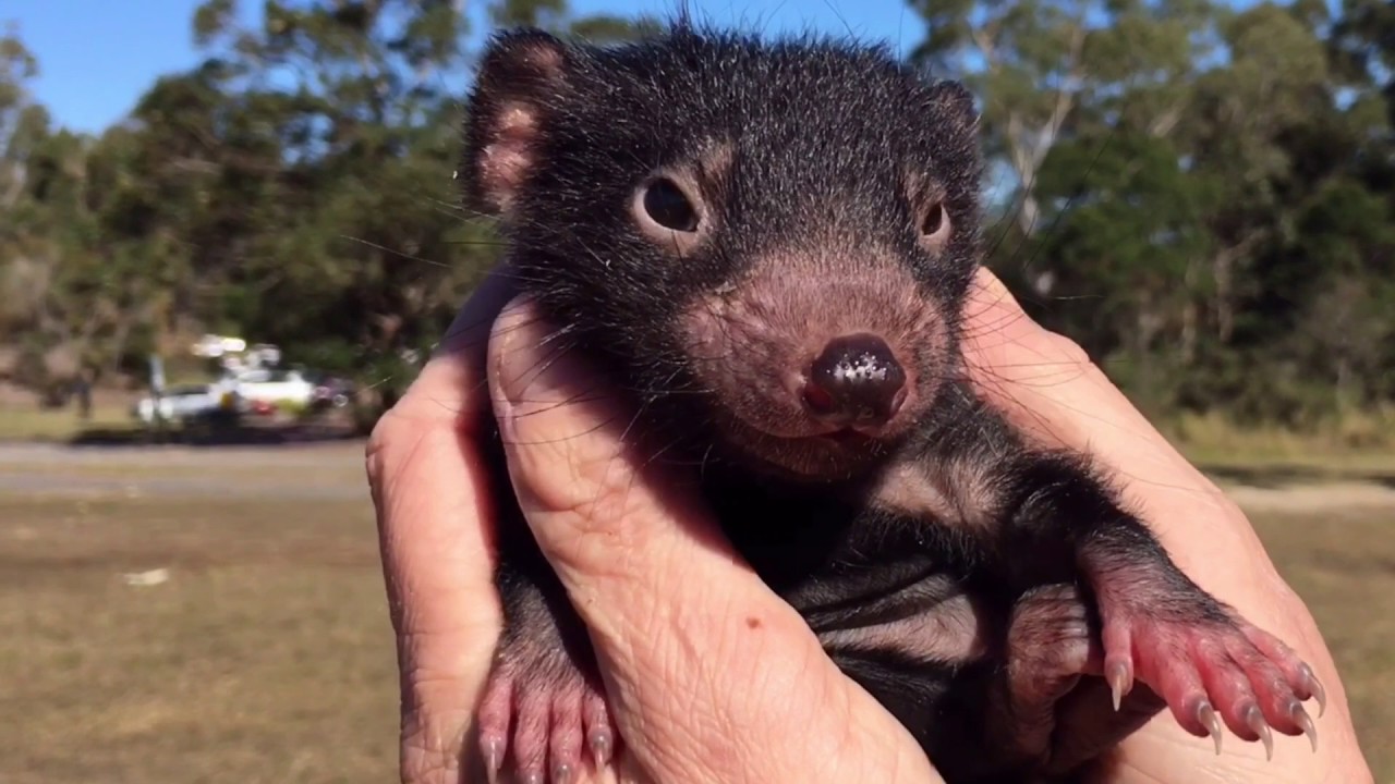 Cutest Tasmanian devil video EVER! - YouTube
