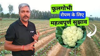 Important tips for planting cauliflower. फूलगोभी रोपण के लिए महत्वपूर्ण सुझाव