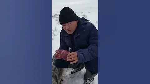 Кушают мясо волка. Кто они? VOLF