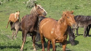 На горных лугах у лошадей жизнь бьет ключом