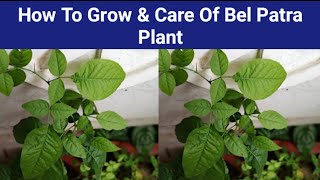 How To Grow & Care Of Bel Patra Plant ||Bel Patra Plant Ki Dekhbhal Kaise Kare Or Isko Kaise Ugaye