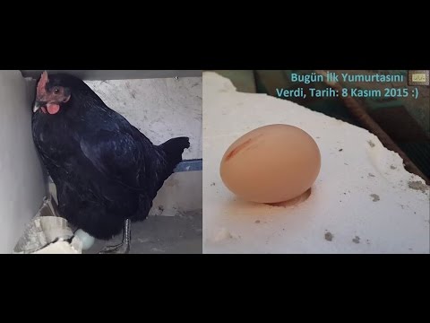 Tavuğun İlk Yumurtası ve Yumurtlama Anı