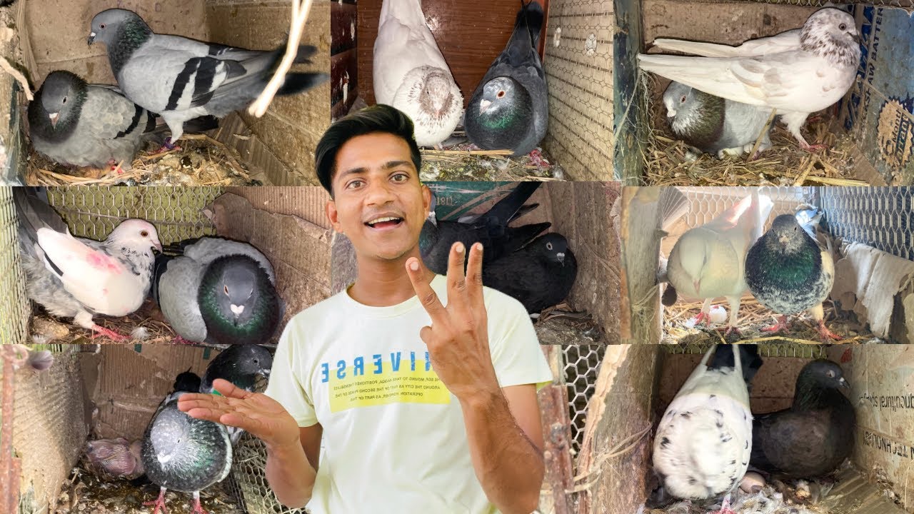 My Breeding Progress In Last Winter 🤗🤗🤗 Alhamdulillah Sare Kabootar Ke Bachha Nikla 🥰🥰