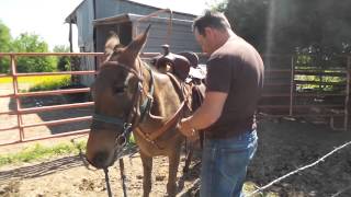 Maggie's mule starting training