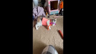 Cat takes her shirt off